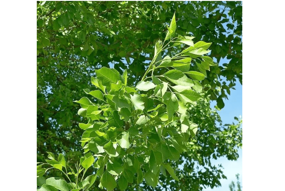 
30 Arizona Ash Tree Seeds for Planting - Fraxinus Velutina