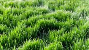 best grass seed for Oklahoma