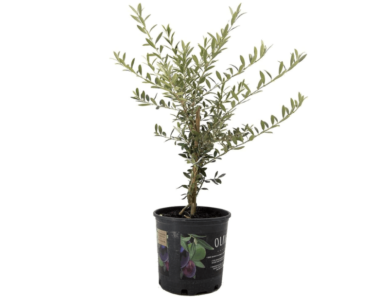 
American Plant Exchange Arbequina Olive Tree – Live 7.5-Inch Pot, Fruit Bearing Tree, Cold Hardy Edible Variety for Containers, Patios, and