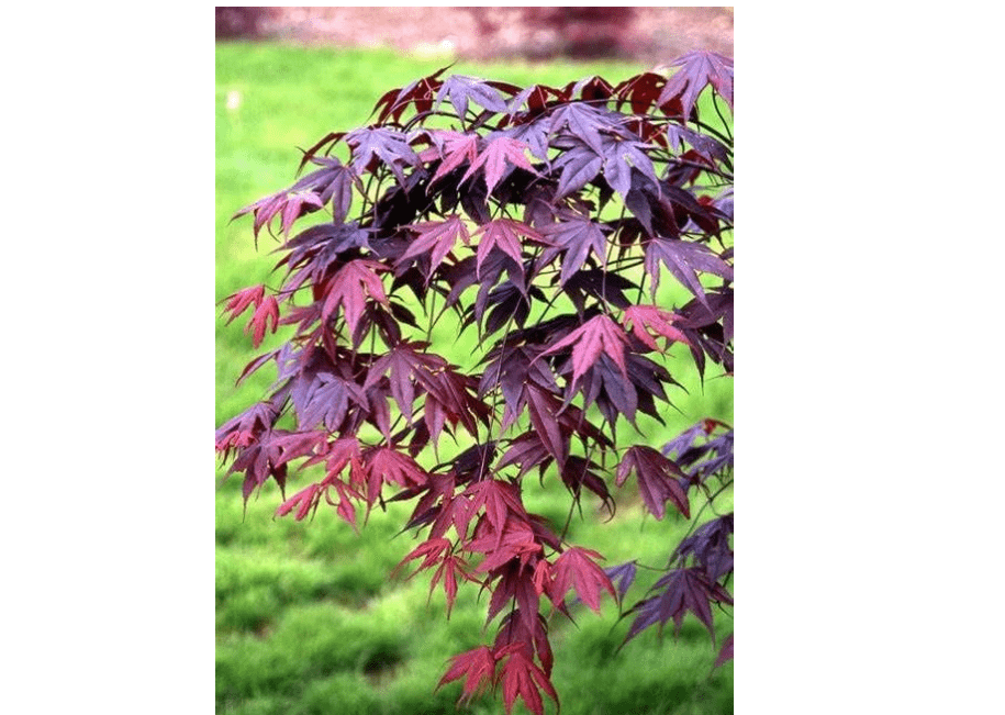 
BLOODGOOD Japanese Maple acer palmatum ‘Bloodgood’ 2 - Year Live Tree by Tristar Plants- in ABP Container