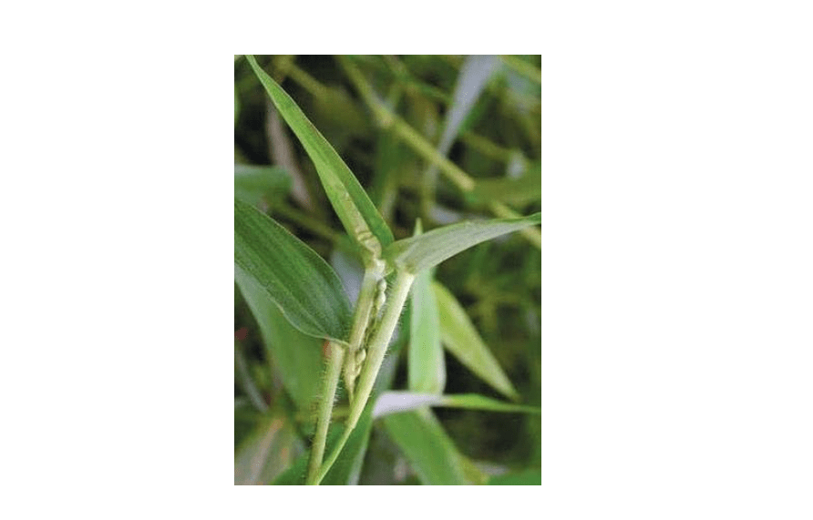 
Deer Tongue Grass (Panicum clandestinum), Seed Packet, True Native Seed