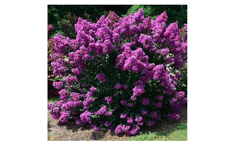 
First Editions® Purple Magic Dwarf Crape Myrtle - Live Plant - Full Gallon Pot