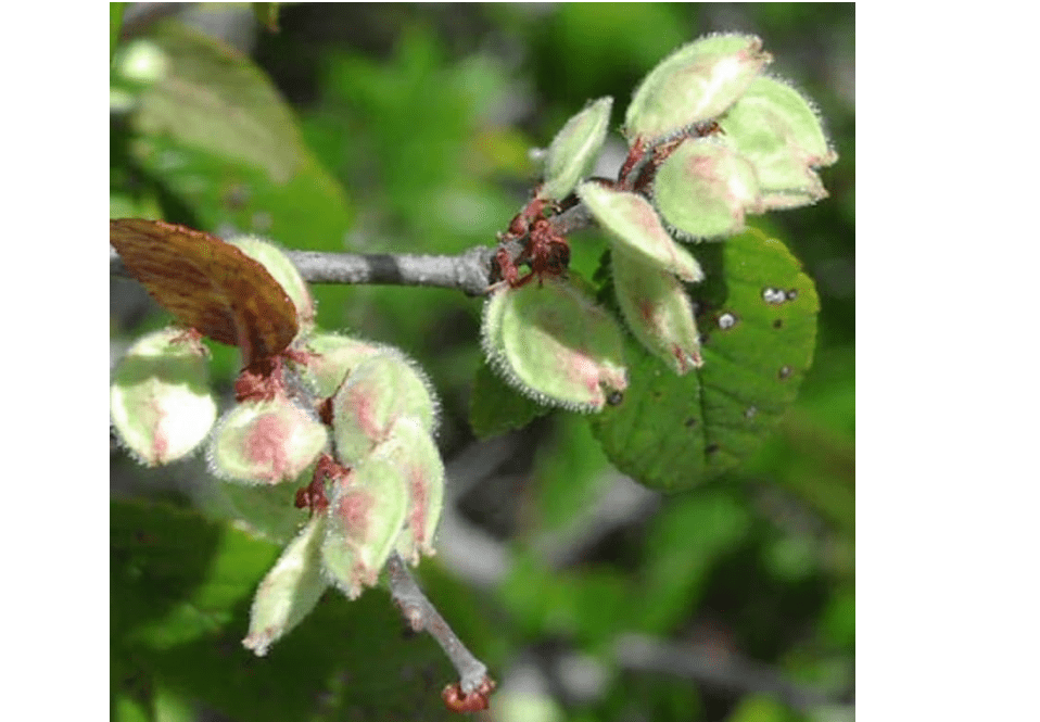 Ulmus crassifolia (Cedar Elm) Tree Seeds, Stunning Autumn Display Colors, Seeds by MySeeds.Co, You Choose The Amount (