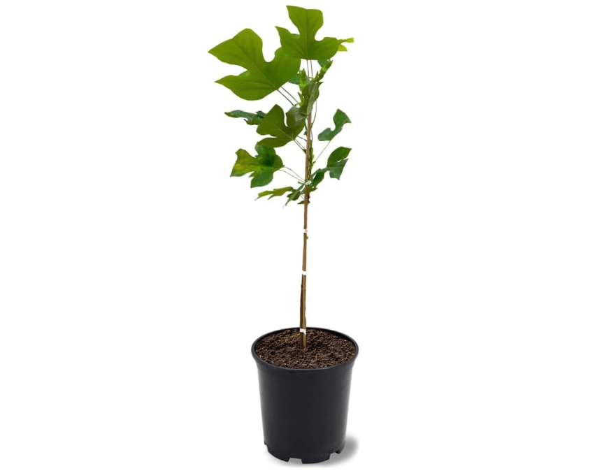 
Generic Tulip Poplar Tree, Beautiful Yellow Blossoms, Lustrous Green Foliage, Shade Tree, Deciduous, 1 gal, Nursery Pot