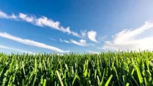 best heat tolerant grass