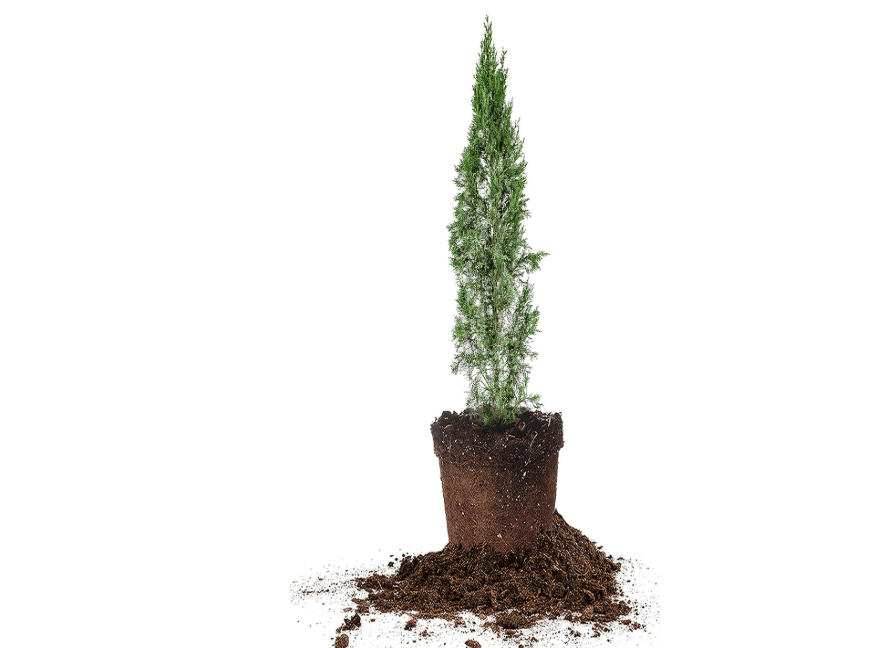 
Italian Cypress 1-2