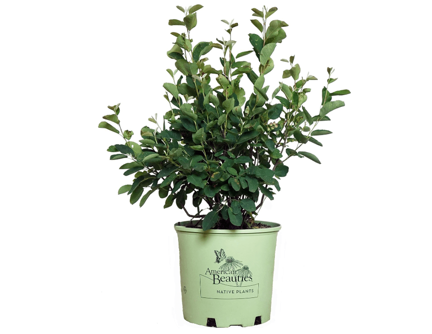 
Amelanchier canadensis (Shadblow) Tree, white flowers, #3 - Size Container