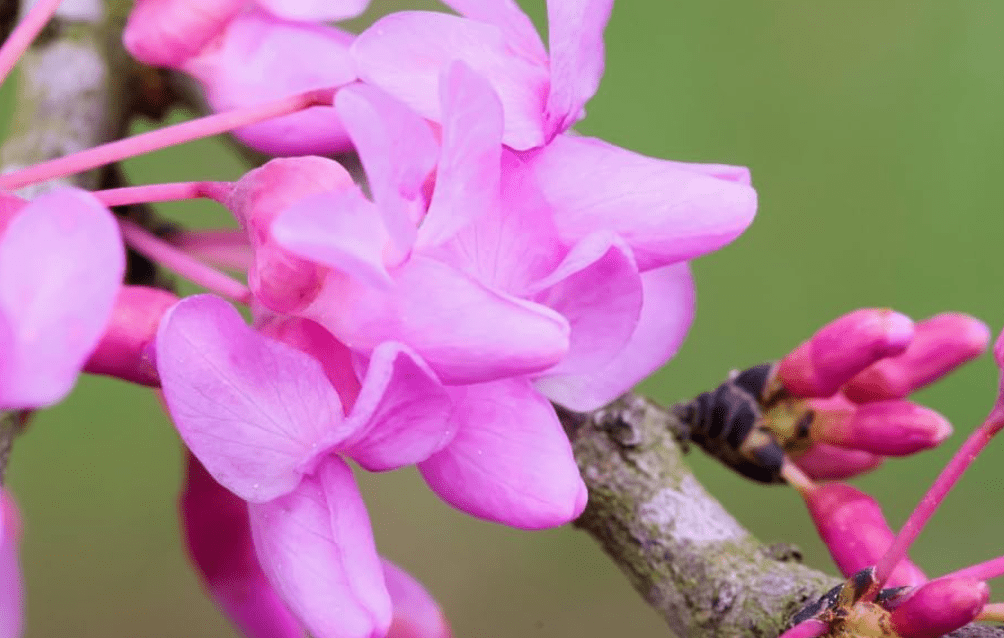 
15 Texas Redbud Tree Seeds for Planting - Cercis Canadensis VAR. texensis