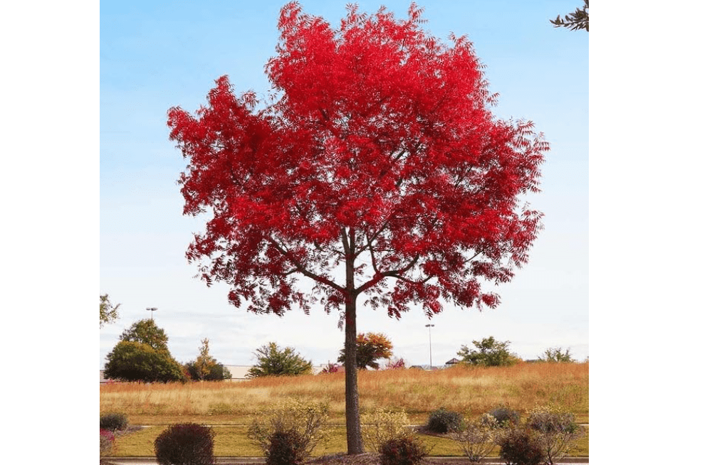 
Chinese Pistachio Tree (Pistachia chinesnsis) Aka Chinese Pistache Tree (8" -1.5FT 1 Gallon potted