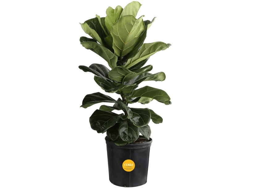 
Costa Farms Fiddle Leaf Fig, Live Indoor Ficus Lyrata Floor Plant, Tropical Houseplant Potted in Nursery Planter, Housewarming, Birthday, Office and Living