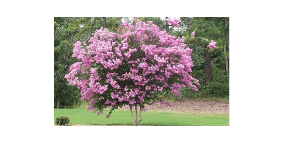 
Crape Myrtle Rhapsody in Pink | 1 Extra Large 3 Gallon Plant | Soft Pink Blooms, Live Plant, Elegant Ornamental Shrub for Graceful Garden Displays