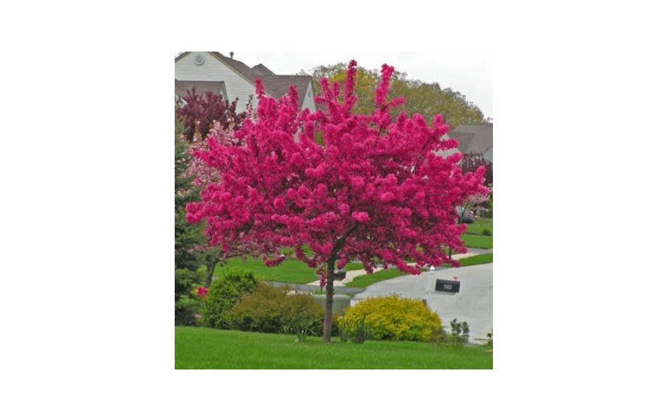 
Brighter Blooms Prairifire Crabapple Tree, 4-5 Ft. - Vibrant Blossoms in Springtime | Colorful Flowers and Foliage | Bird-Friendly | No Shipping 
