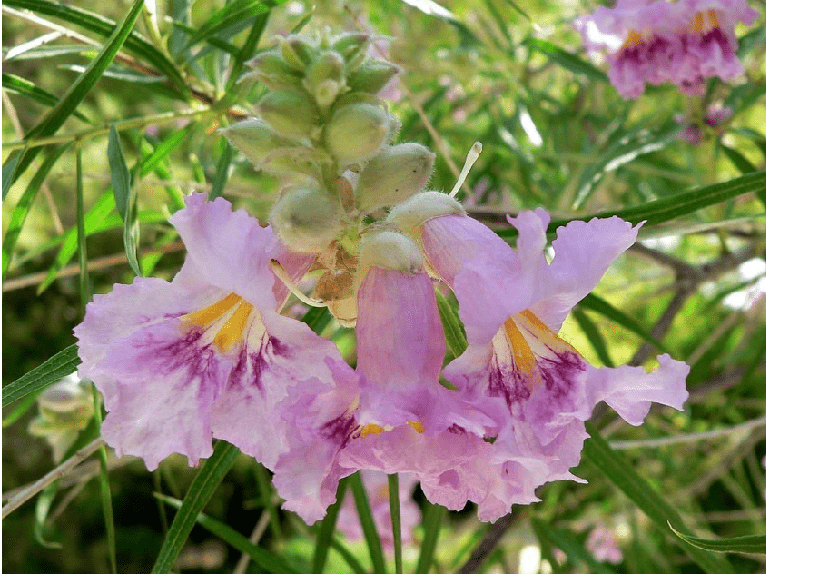 
Desert Willow, Chilopsis Linearis, Tree/shrub 30 Seeds (Showy Flowers)