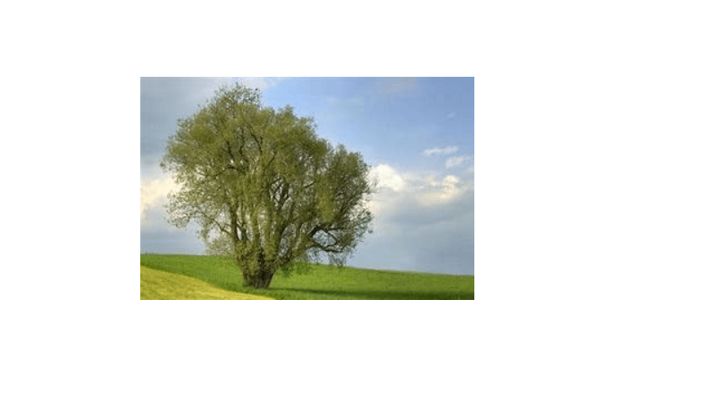 
Generic Willow Acacia Tree Seeds - Acacia salicina 10 Seeds, pale green