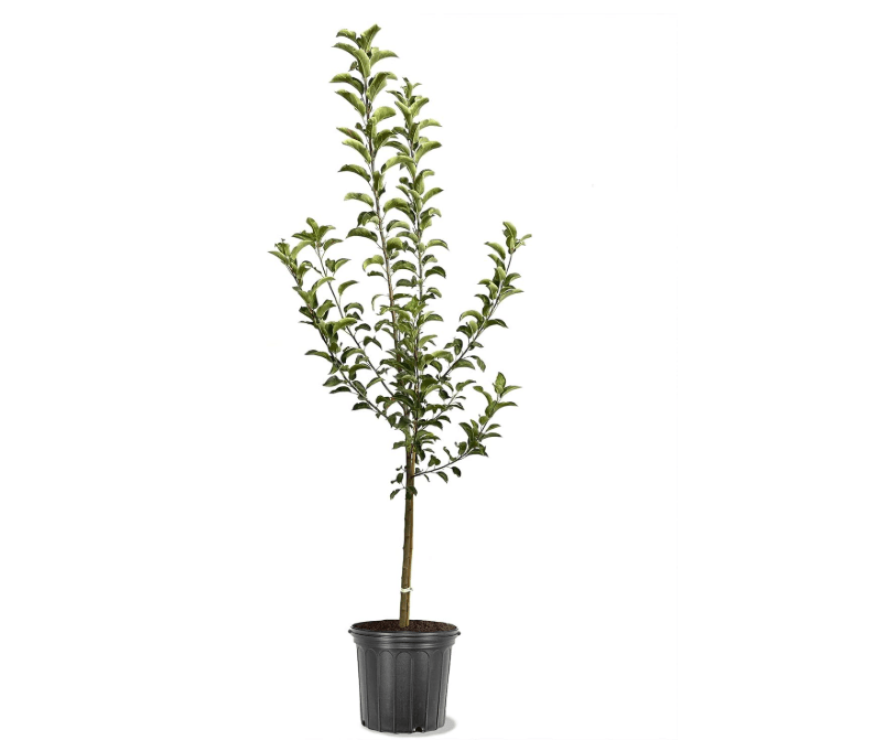 
American Plant Exchange Apple Tree 'Honeycrisp' – Live Fruit-Bearing Plant, 2-3 ft Tall, 5-Gallon Pot, Cold-Hardy, Juicy & Crisp Red Harvest for.