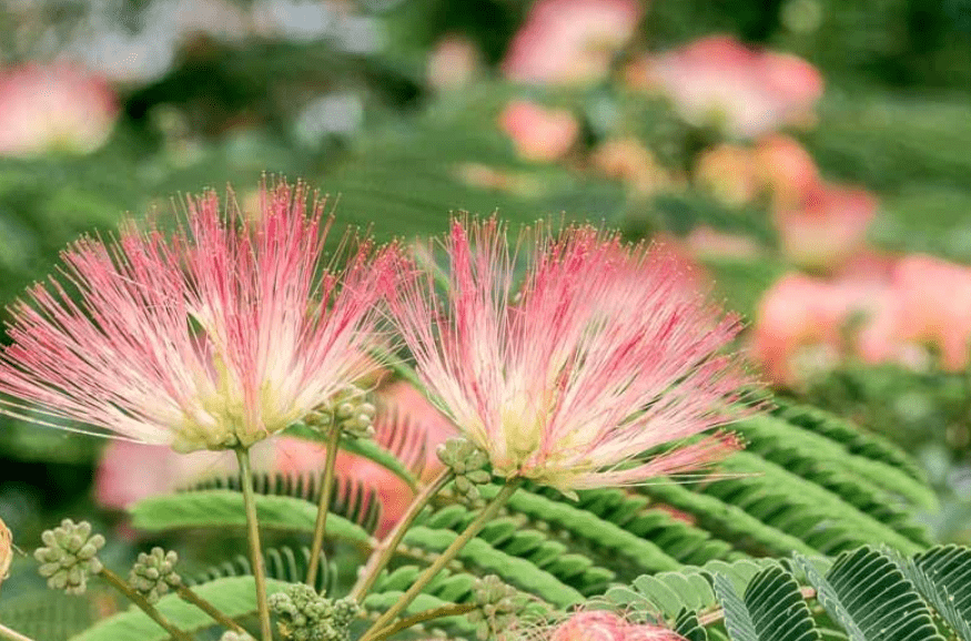 
Pink Flower Persian Mimosa Silk Tree Live Starter Plant Albizia Julibrissin 2 Inch Pot