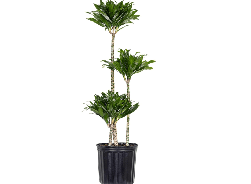 
United Nursery Dracaena Janet Craig Compacta – Tall Indoor Plant in 10” Grower Pot – 38–42 Inches Tall – Low-Light, Air-Purifying Tropical Houseplant 