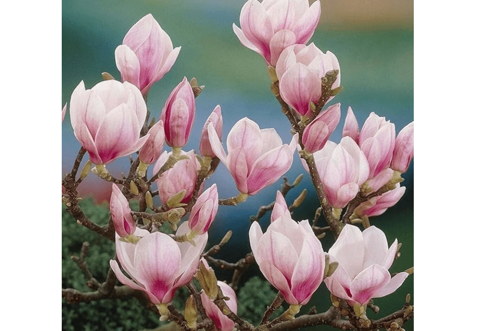 
2 Saucer Magnolia Trees - Magnolia x Soulangeana, 6-12” Tall, Live Shrub in 2.5” Pot - Perfect for Gardens & Landscaping