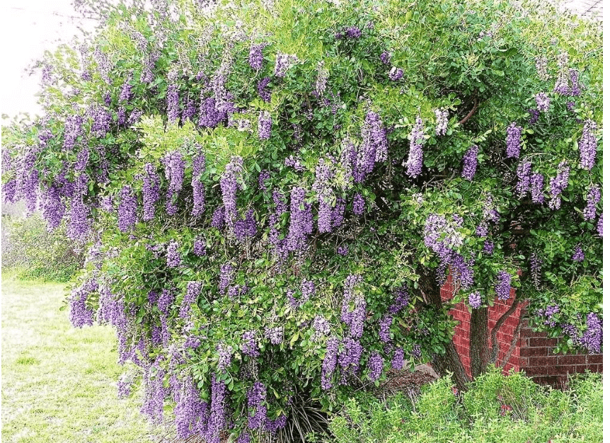 
Texas-Mountain-Laurel, exotic Sophora secundiflora rare Mescal bean seed 15 seed