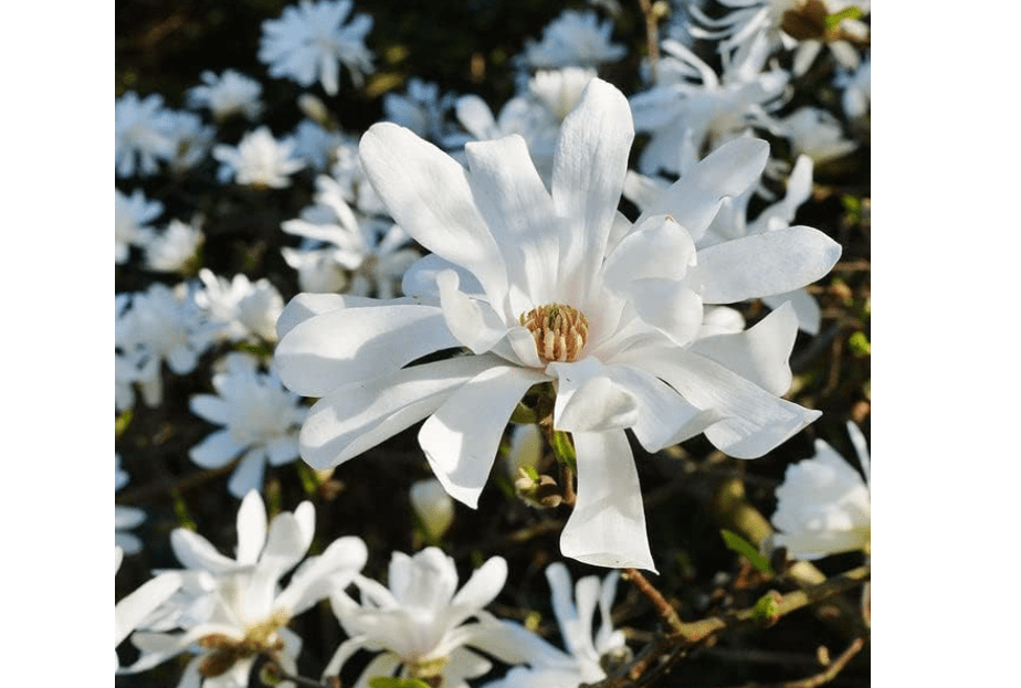 
Star Magnolia Tree12-18 in Height in a Trade Gallon Pot