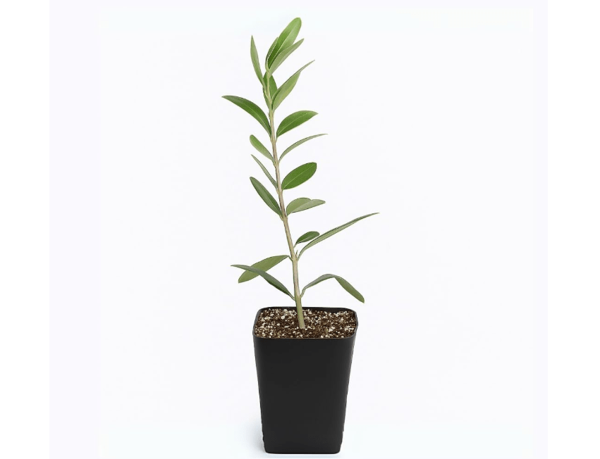 
MYSHELFIE Dwarf Olive Tree Starter Plant, 2 Inch Pot, Indoor Outdoor Bonsai 