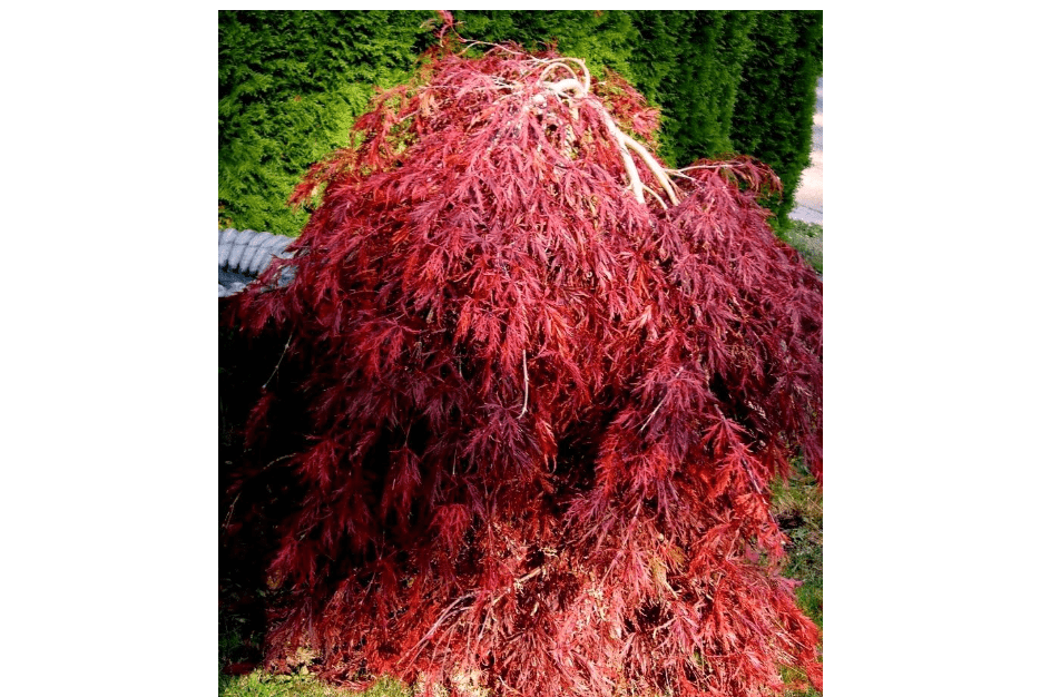 
Red Dragon Weeping Japanese Maple Acer palmatum Red Dragon 4 - Year Live Plant