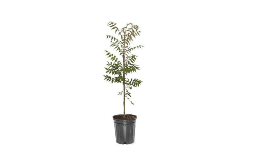 
Chinese Pistache, Deciduous, Shade Tree, Drought Tolerant, Hardy, Medium Sized, Medium Growth Rate, 1-2 ft Tree Height, 1 gal Grower Pot (Due to
