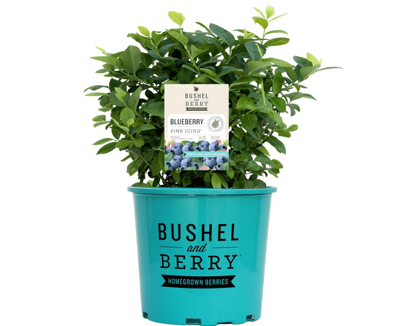 
Bushel and Berry™ - Vaccinium Pink Icing (Blueberry) Edible-Shrub, , #2 - Size Container