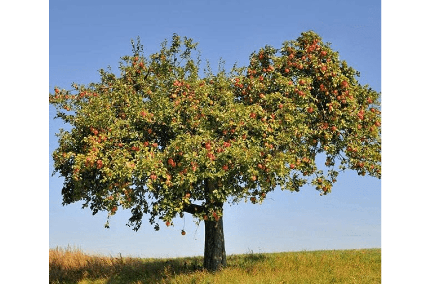 
Brighter Blooms - Honeycrisp Apple Tree, 4-5 Feet - Live Fruit Plant - No Shipping to AZ, CA, ID, OR, WA