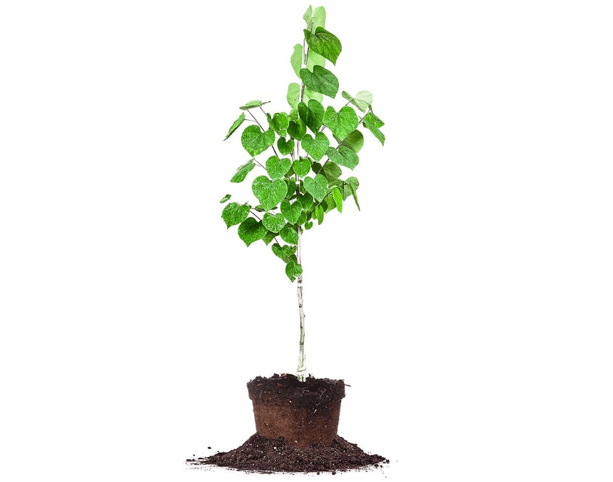 
Eastern Redbud - Size: 4-5 ft, Live Plant, Includes Special Blend Fertilizer & Planting Guide