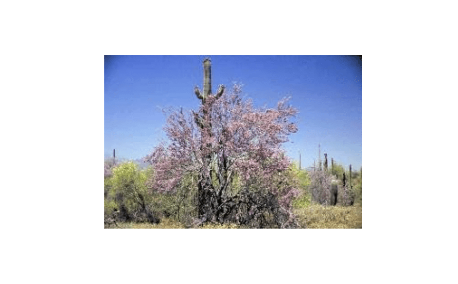 
Generic Desert Ironwood Tree Seeds - Olneya tesota - 5 Seeds, pale green w/ violet flowers