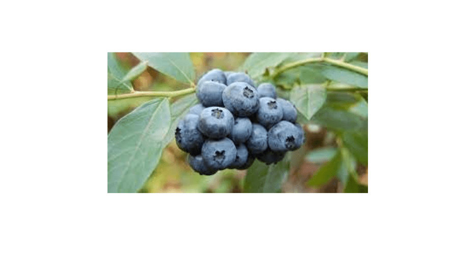 
Titan Blueberry Bush – Extra-Large Fruit Bearing Shrub, Hybrid Blueberry Plant for Home Gardens and Orchards (3 Gallon/Potted/Set of 2 Plants)