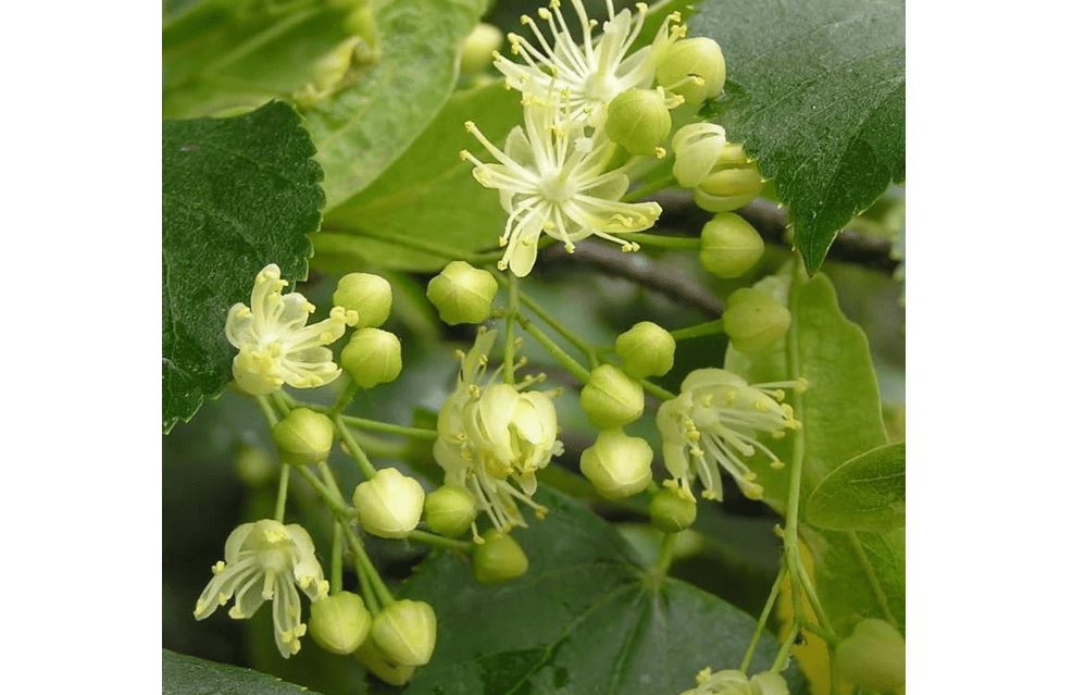 
Tilia cordata (Littleleaf Linden) Tree Seeds, Fragrant, Yellowish-White Flowers, Seeds by MySeeds.Co, You Choose The Amount 