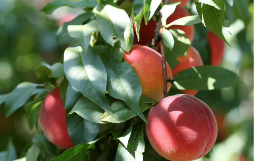 
Florida Glo Peach Tree - Low Chill - Self Pollinating Live Fruit Plant Shipped 3 Feet Tall by DAS Farms (