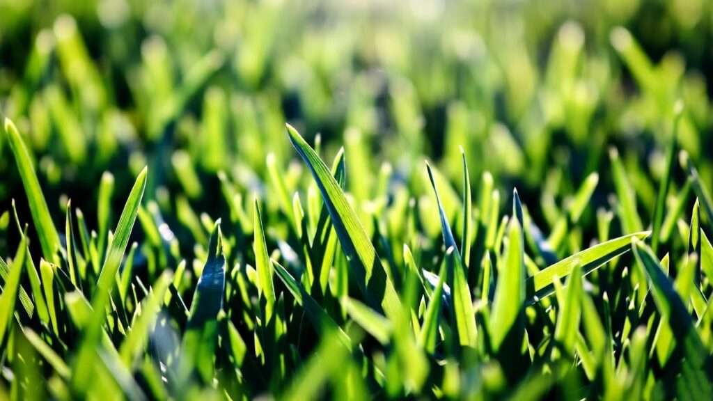 best grass seed for Virginia