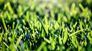 best grass seed for Virginia