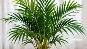 Majesty Palm Plant Care