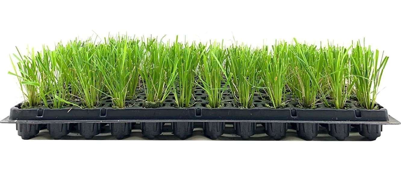  Feather Reed Grass Karl Foerster | 20 Live Plants | Calamagrostis X Acutiflora | Drought Tolerant Cold Hardy Low Maintenance Ornamental Grass