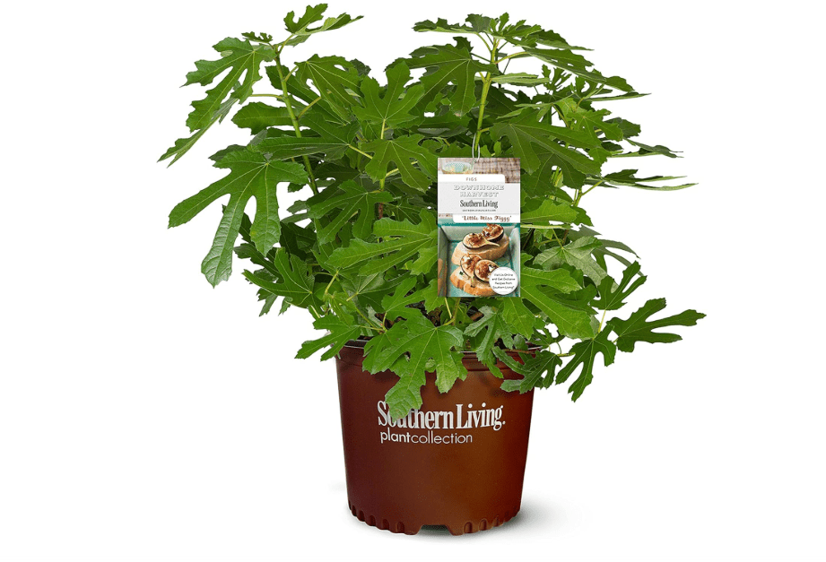 2 Gallon Southern Living Plant Collection Fig, Little Miss Figgy Shrub