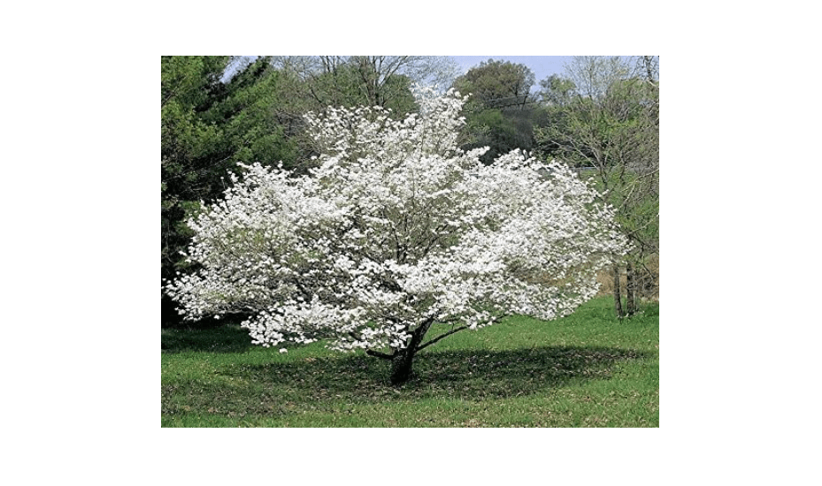 
10 American WHITE FLOWERING DOGWOOD Small Tree Cornus Florida Southern Seeds