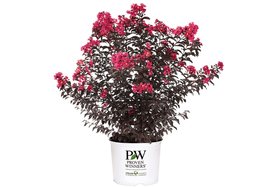 
2 Gallon Proven Winners Center Stage Pink Crape Myrtle