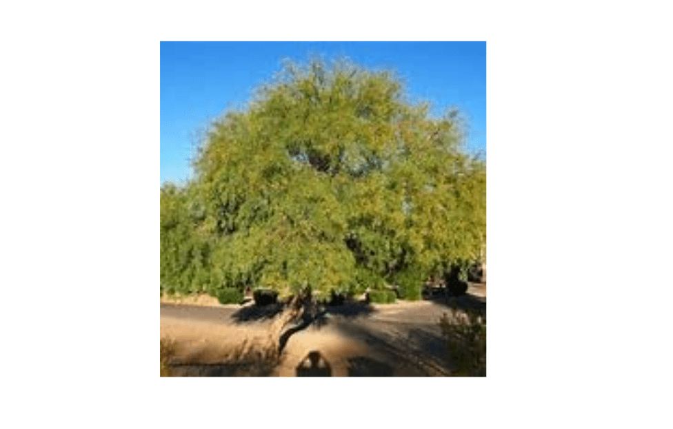 
Honey Mesquite Tree Seeds - Prosopis glandulosa - 10 Seeds