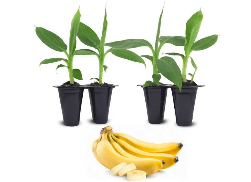 
Banana Tree Dwarf Cavendish (4 Pack) Live Banana Plant for Sale | Easy to Grow Plants | Edible Fruit Plant. | Grow Your own Food on Your Edible Organic