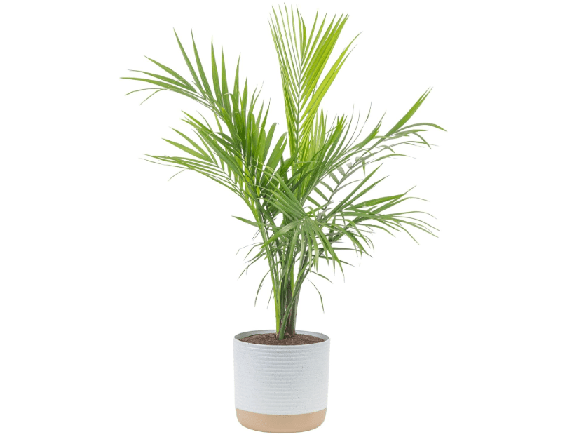  Costa Farms Majesty Palm Live Plant, Live Indoor and Outdoor Palm Tree, Potted in Modern Décor Planter, Tropical Floor Houseplant in Potting Soil, Great.