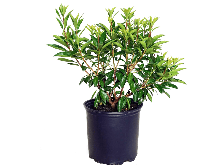 
Kalmia lat. 'Carousel' (Mountain Laurel) Evergreen, white flowers with burgundy, #3 - Size Container