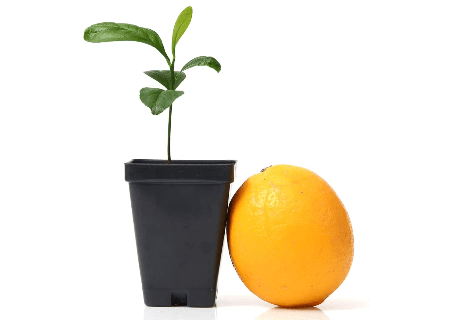
Meyer Lemon Tree Starter Plant. Citrus x meyeri