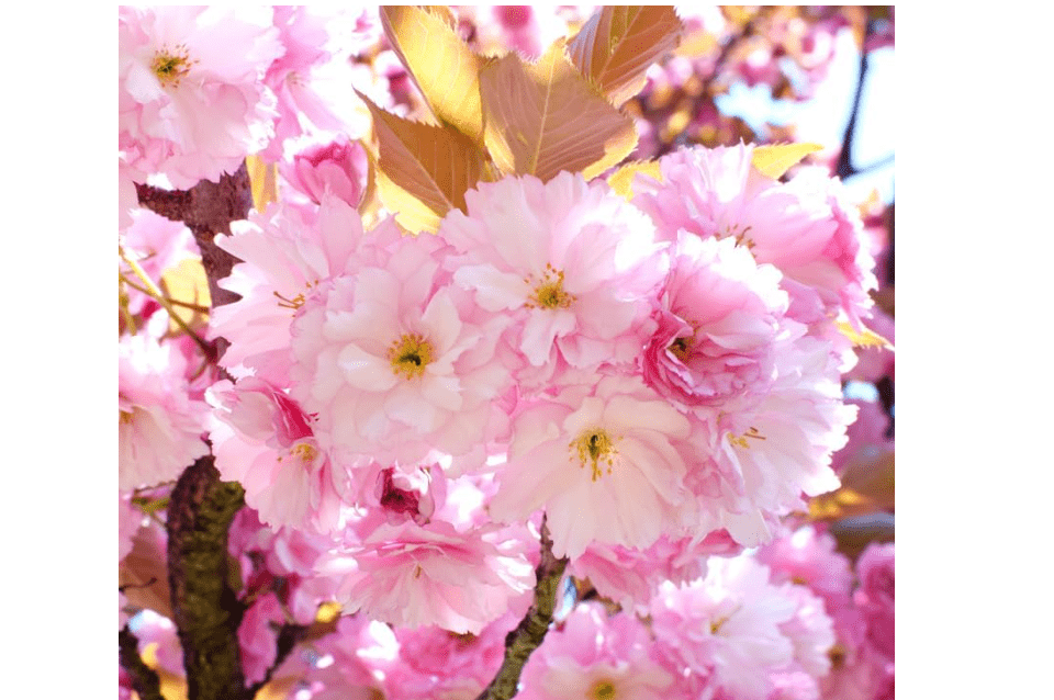 Kwanzan Cherry Blossom Tree, Double Pink Cherry Blossom, 8 to 12 Inch Tall Cherry Blossom Tree Live in Pot, Perennial Cherry Blossom Sapling, Cherry Blossom.