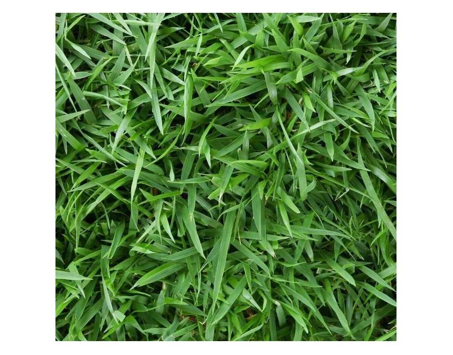 Zenith Zoysia Grass Seeds, 1/8lb