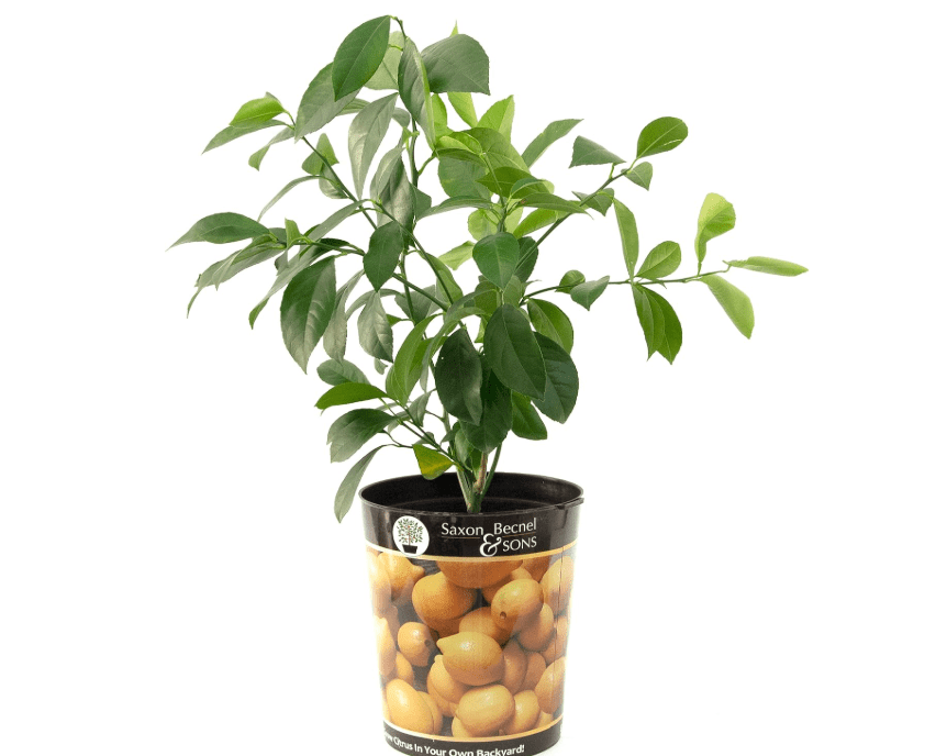 
Garden State Bulb Meyer Lemon Tree, Citrus Live Plant (1 Gallon Growers Pot) Cannot Ship 