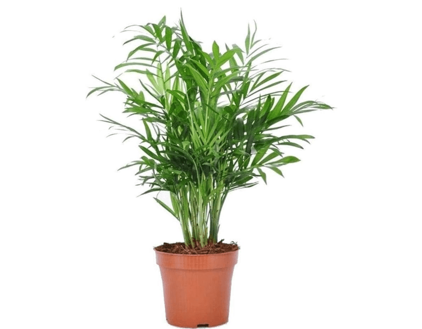 
American Plant Exchange Parlor Palm – 4-Inch Pot with Cover – Live Easy Care Low-Light Indoor Houseplant, Pet-Friendly Tropical Palm for Home, Office